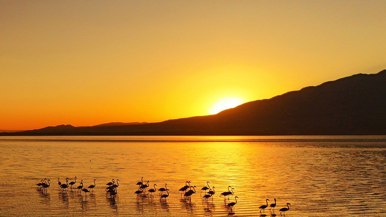 Van Gölü’nde gün batımıyla flamingoların güzelliği