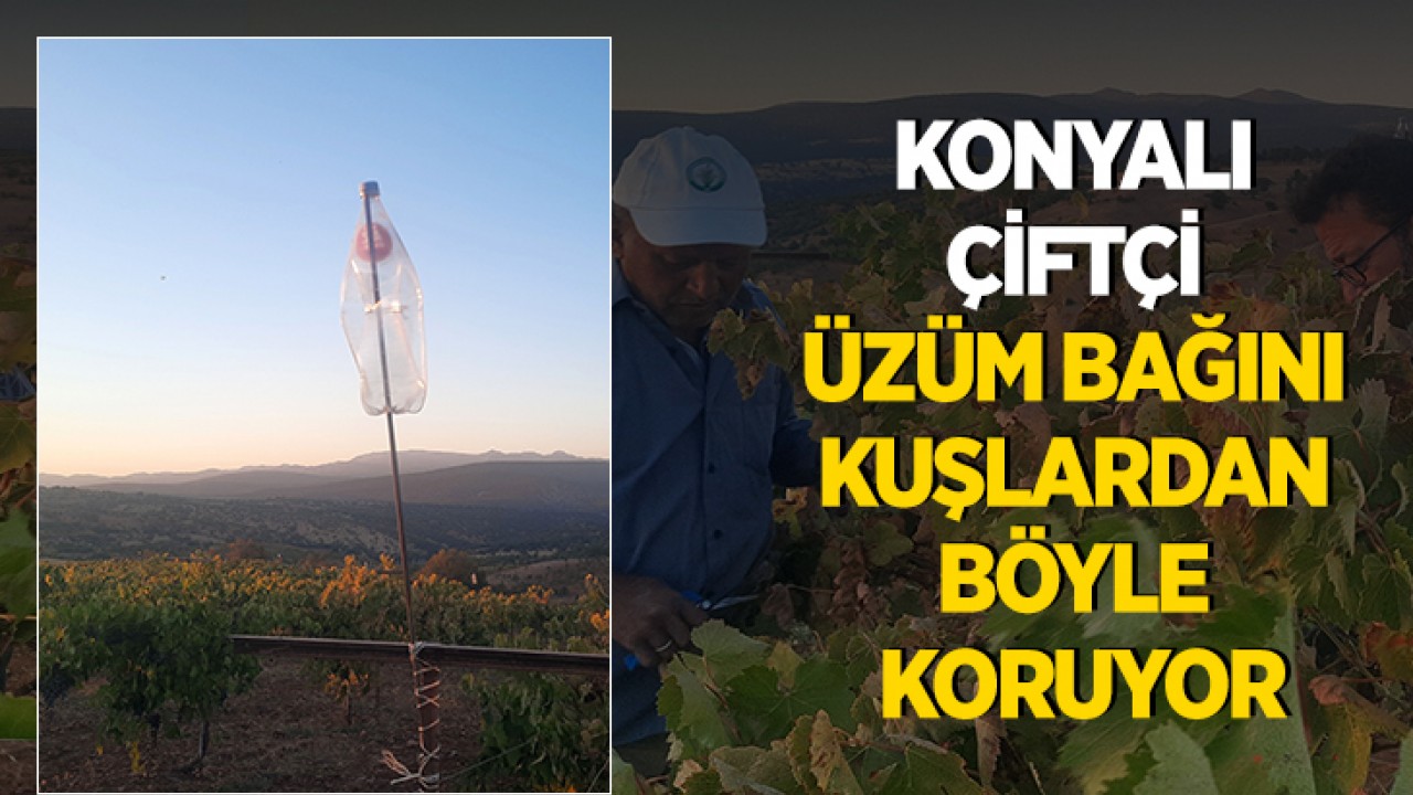 Konyalı çiftçi üzüm bağını kuşlardan böyle koruyor
