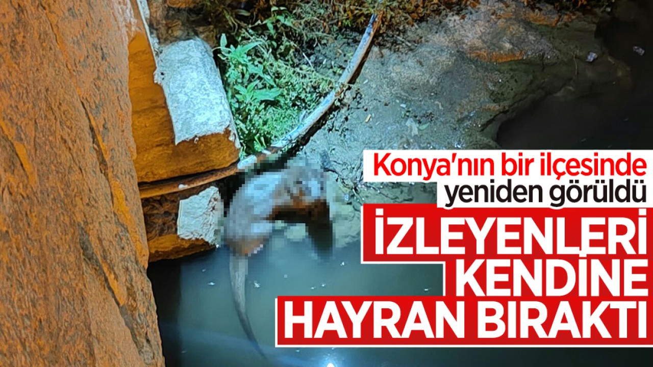 Konya'nın bir ilçesinde yeniden görüldü: İzleyenleri hayran bıraktı!