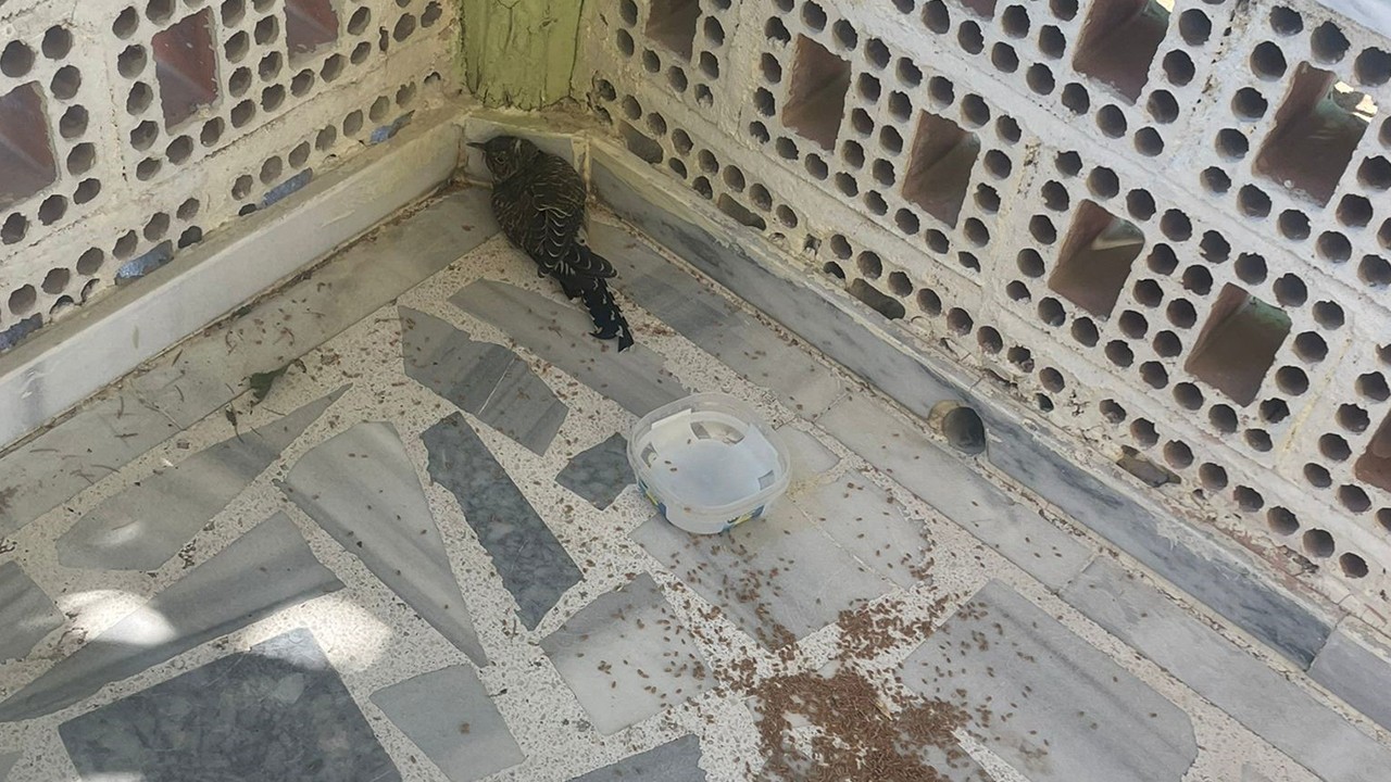 Kulu'da yaralı ebabil kuşuna şefkat eli