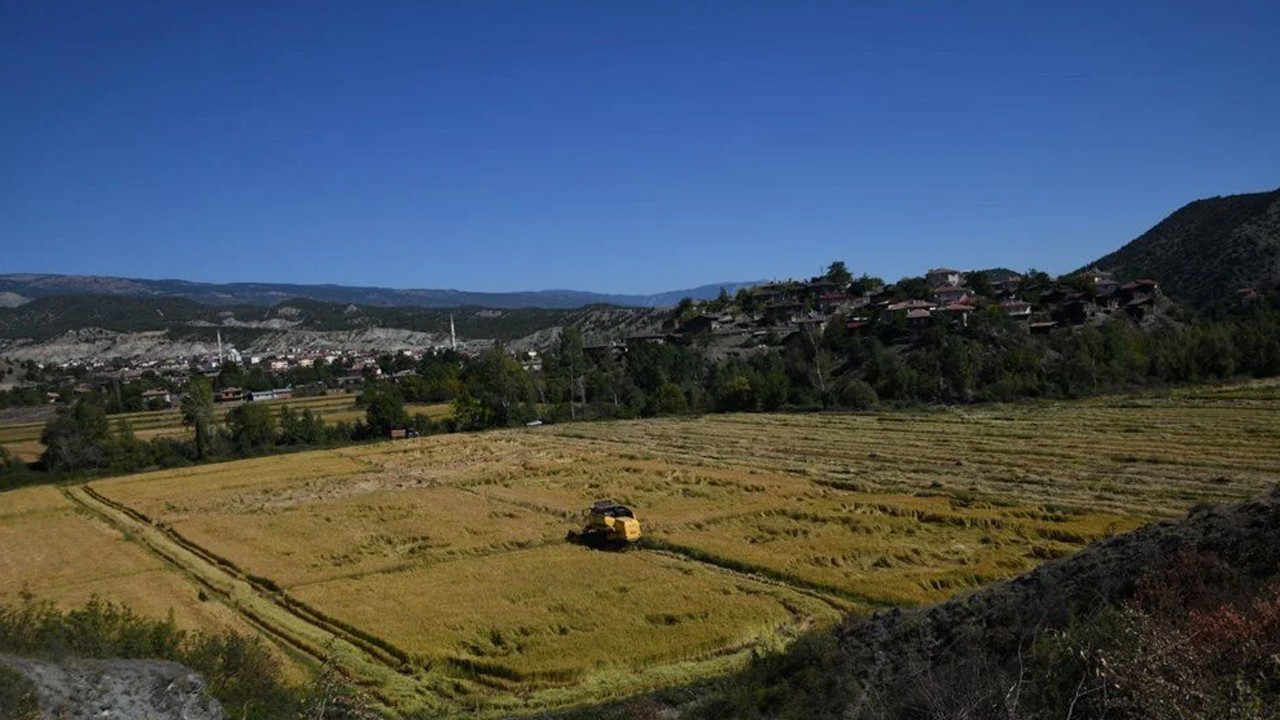 220 TL'den satılıyor: 10 bin dekar alana ekilmişti, hasat başladı