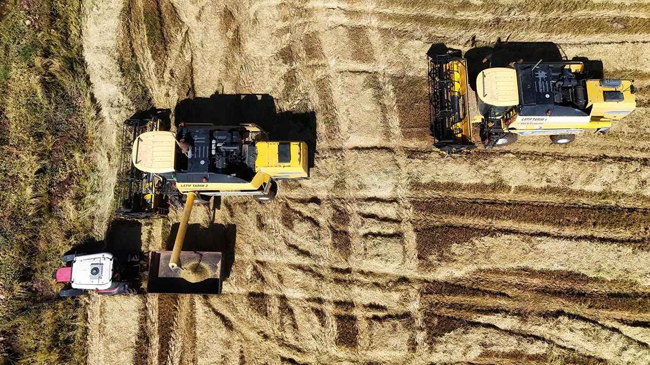 Bin dönümde yaklaşık 6 milyon lira maliyeti var! Hasat zamanı başladı