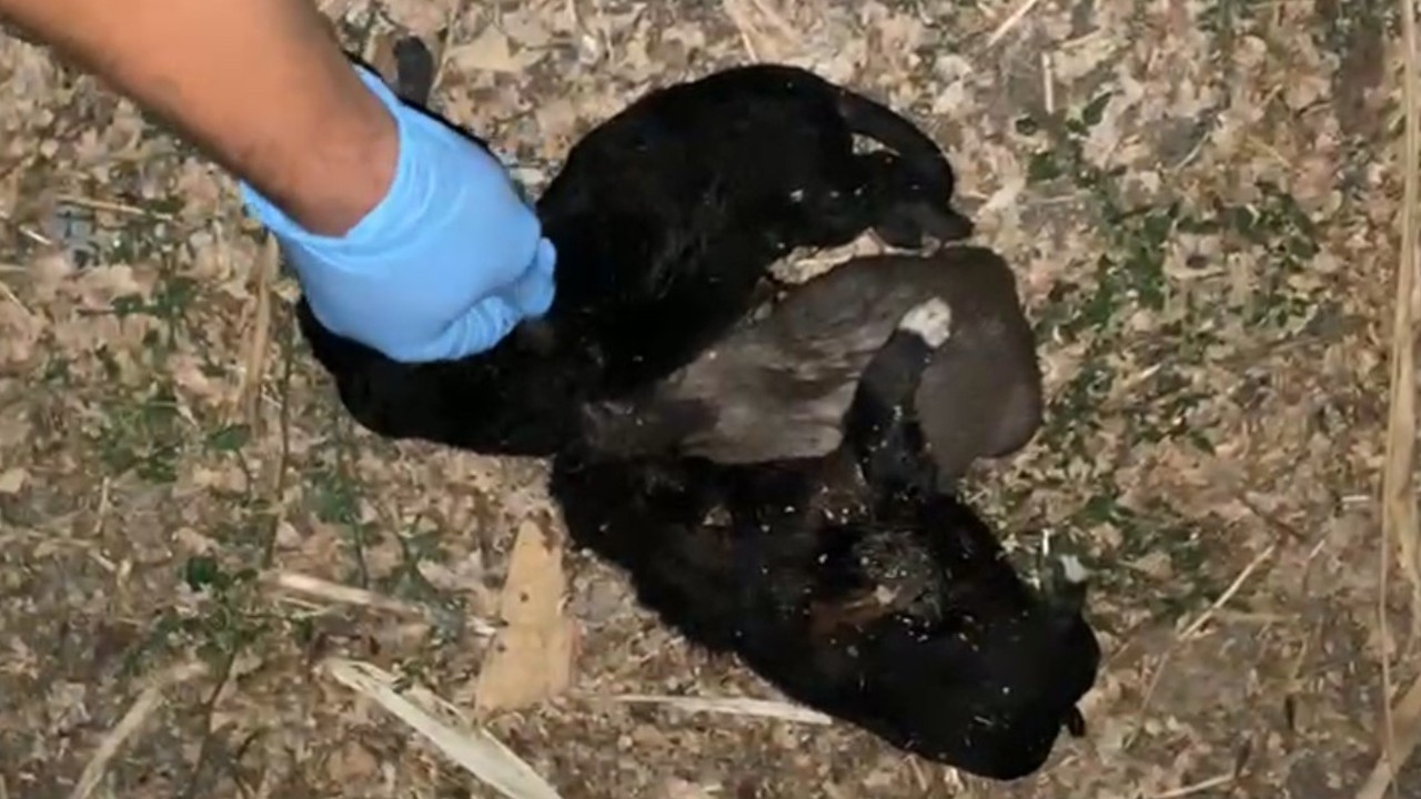 Bahçede iple boğulmuş 3 yavru köpek bulundu