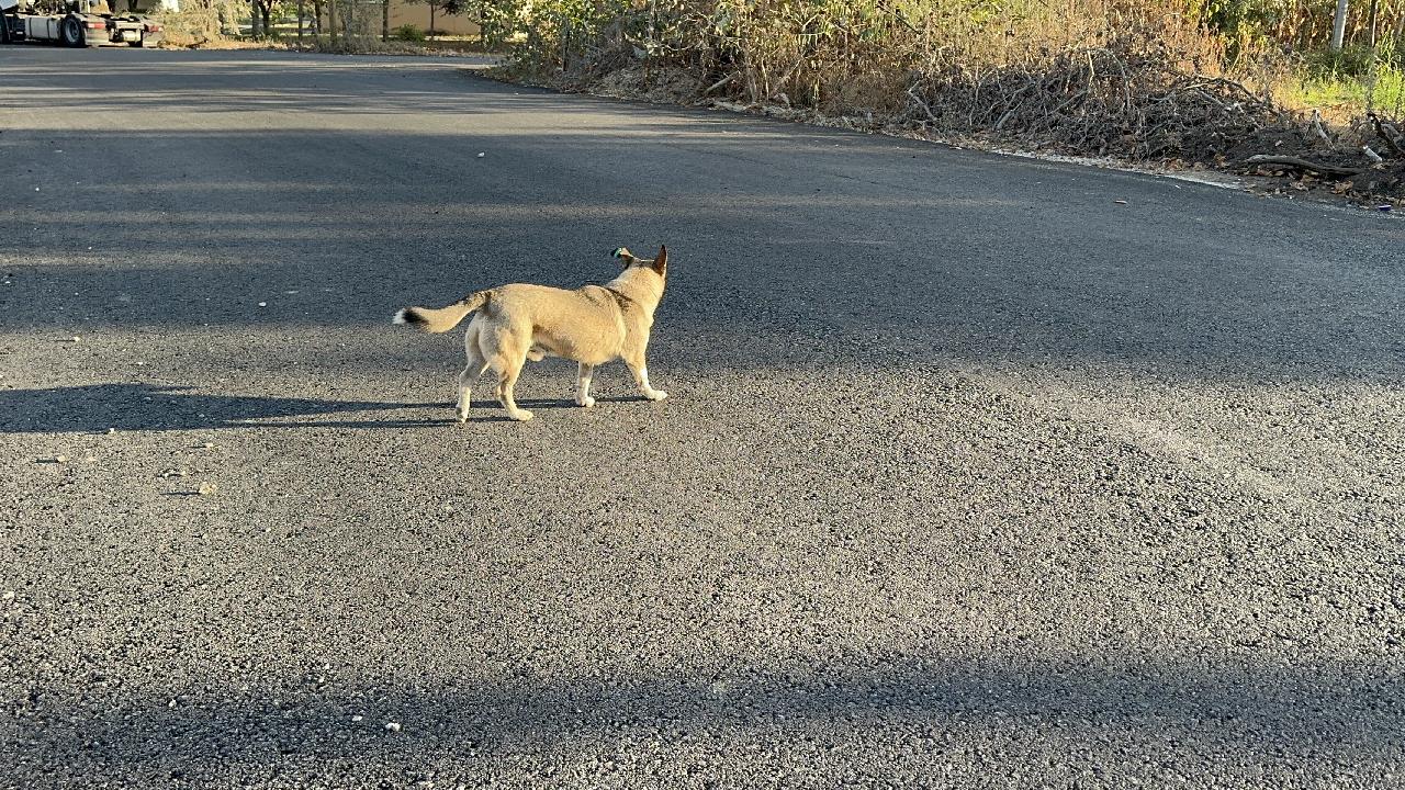 Başıboş köpeğin saldırdığı çocuk yaralandı