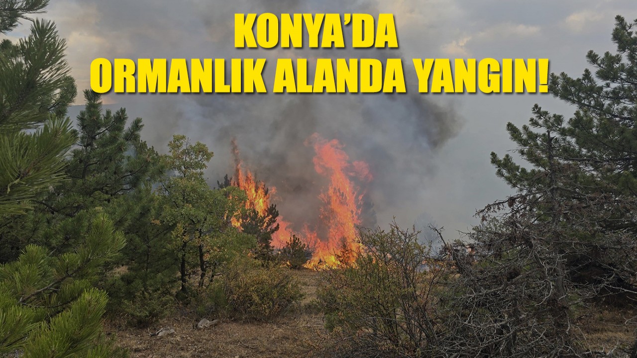 Konya’da ormanlık alanda yangın!
