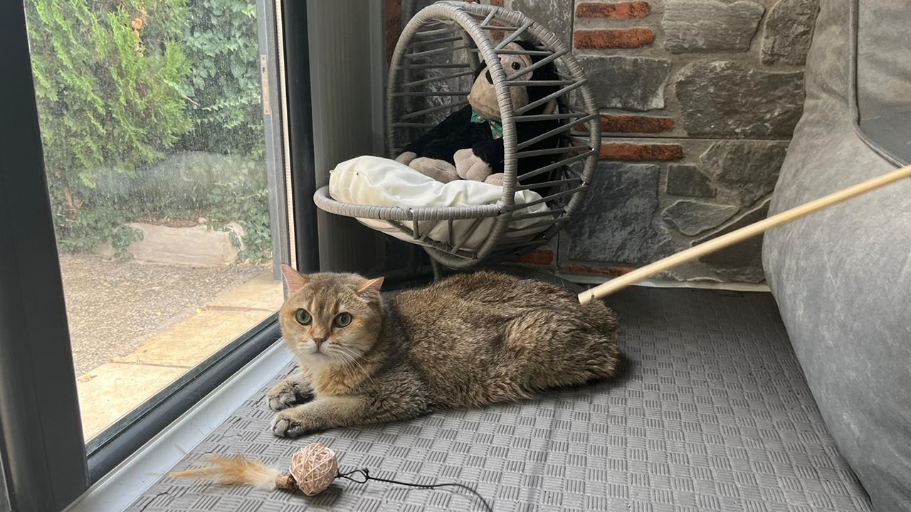 Antidepresan kullananları duydunuz ama böyle birini duymadınız! Takıntı hastası kediye özel tedavi