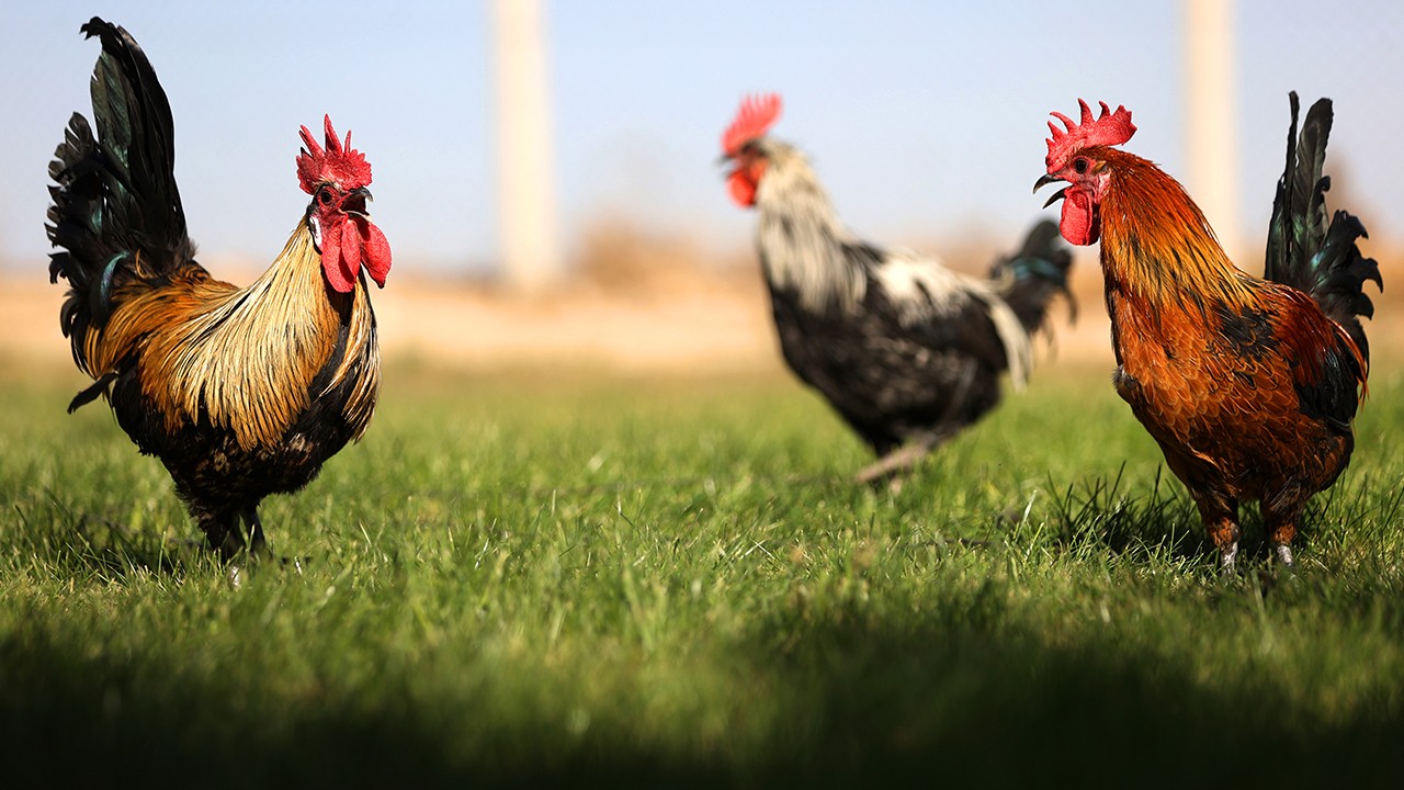 Denizli horozunun ırkı Konya'daki enstitüde korunuyor