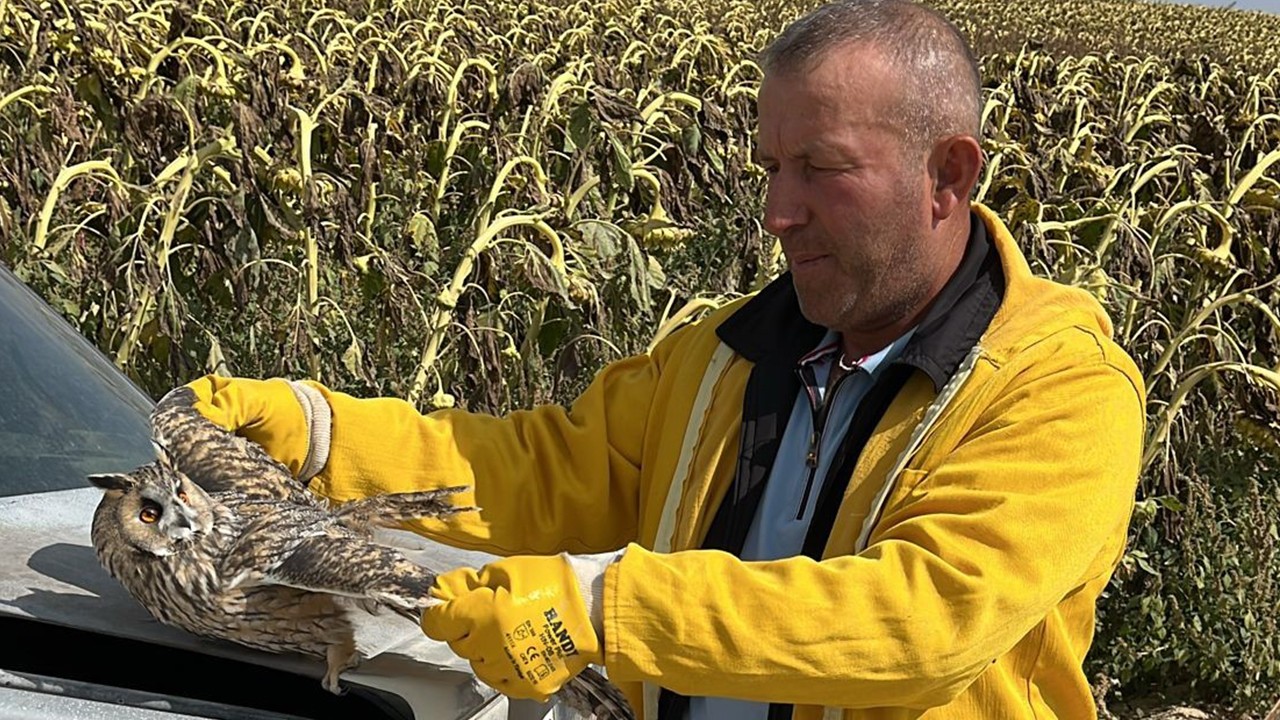 Karapınar’da tarlada bulunan yaralı kulaklı baykuş kurtarıldı