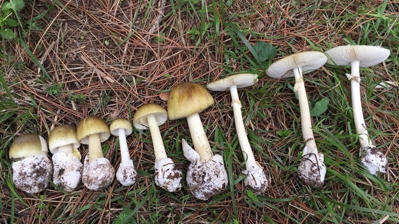 Sezonu başladı: Uzmanlar zehirlenmelere karşı uyardı