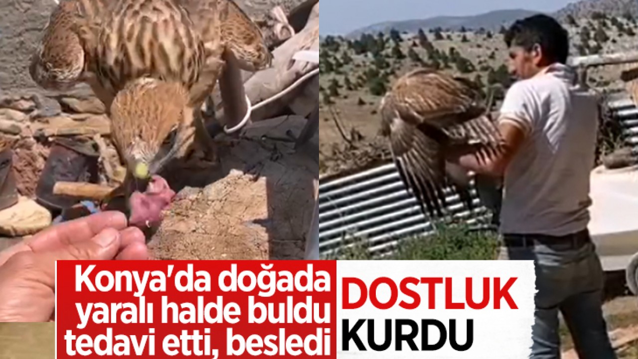 Konya'da doğada yaralı halde buldu, tedavi etti, besledi ve dostluk kurdu