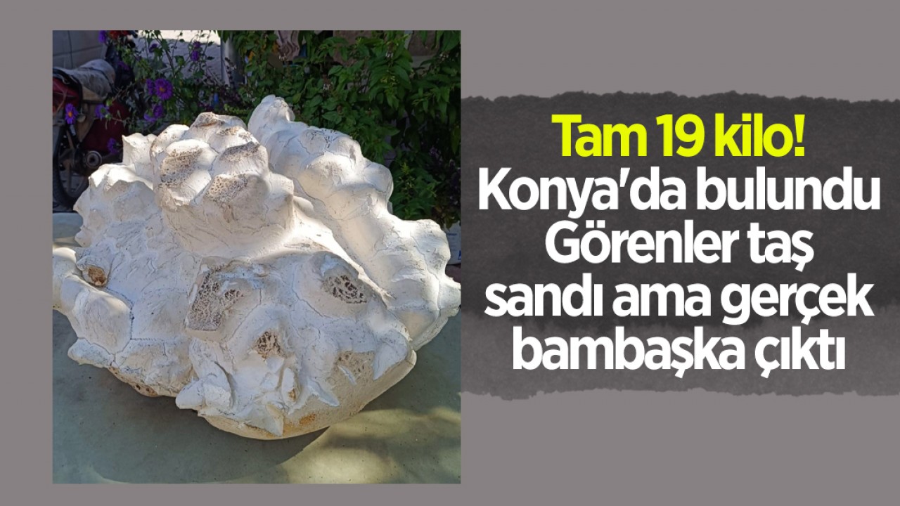 Tam 19 kilo! Konya'da bulundu: Görenler taş sandı ama gerçek bambaşka çıktı
