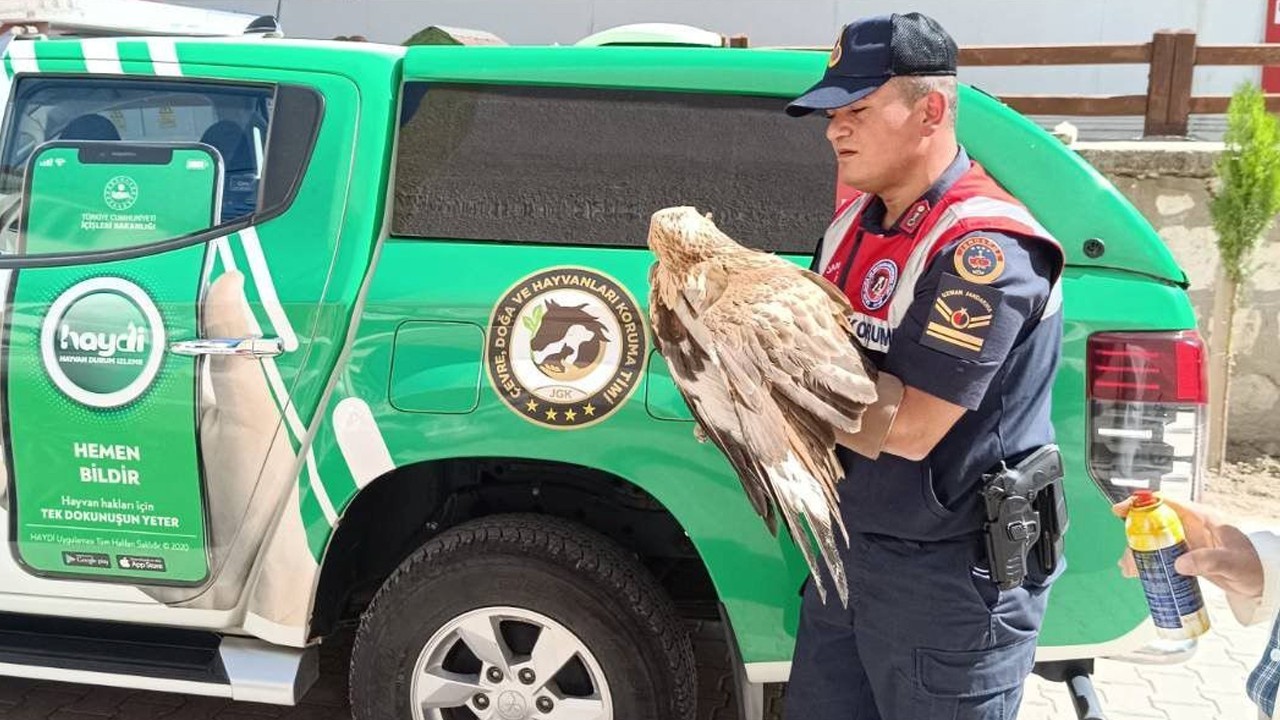 HAYDİ ekiplerince yaralı halde bulunan kızıl şahin koruma altına alındı
