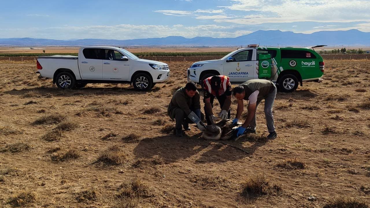 Nesli tükenmekte olan yaralı pelikanlar koruma altına alındı