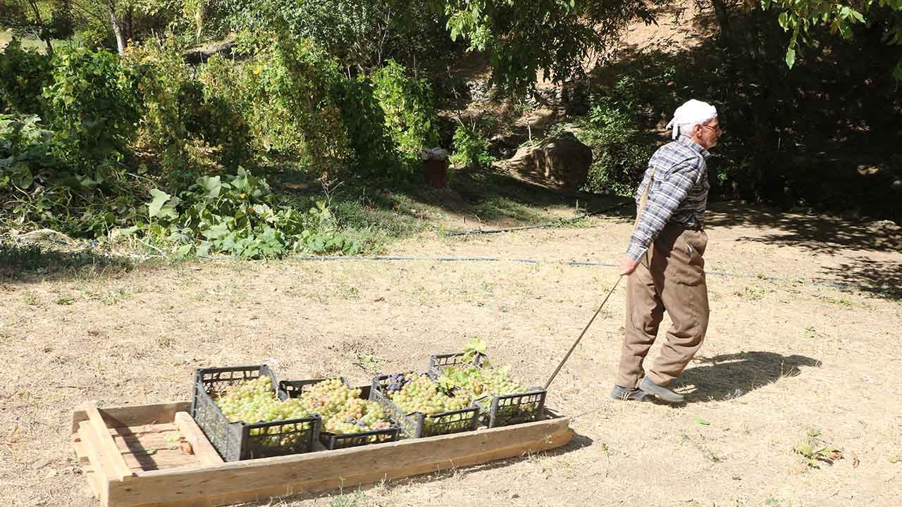 80 yaşında, her yıl tonlarca üzümü kızakla köyüne taşıyor