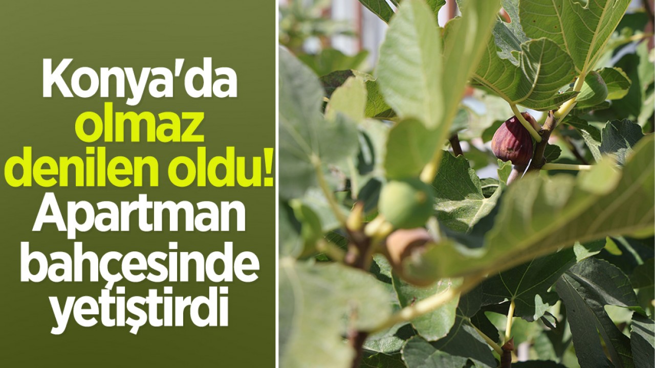 Konya'da olmaz denilen oldu! Apartman bahçesinde yetiştirdi