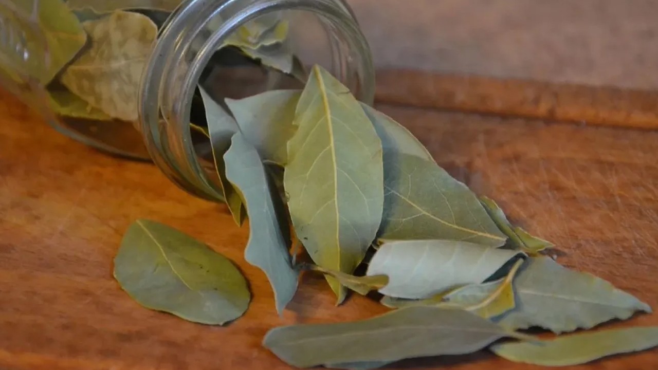 Birkaç yaprak yetiyor... Defne yaprağının işte o çok bilinmeyen sırrı!