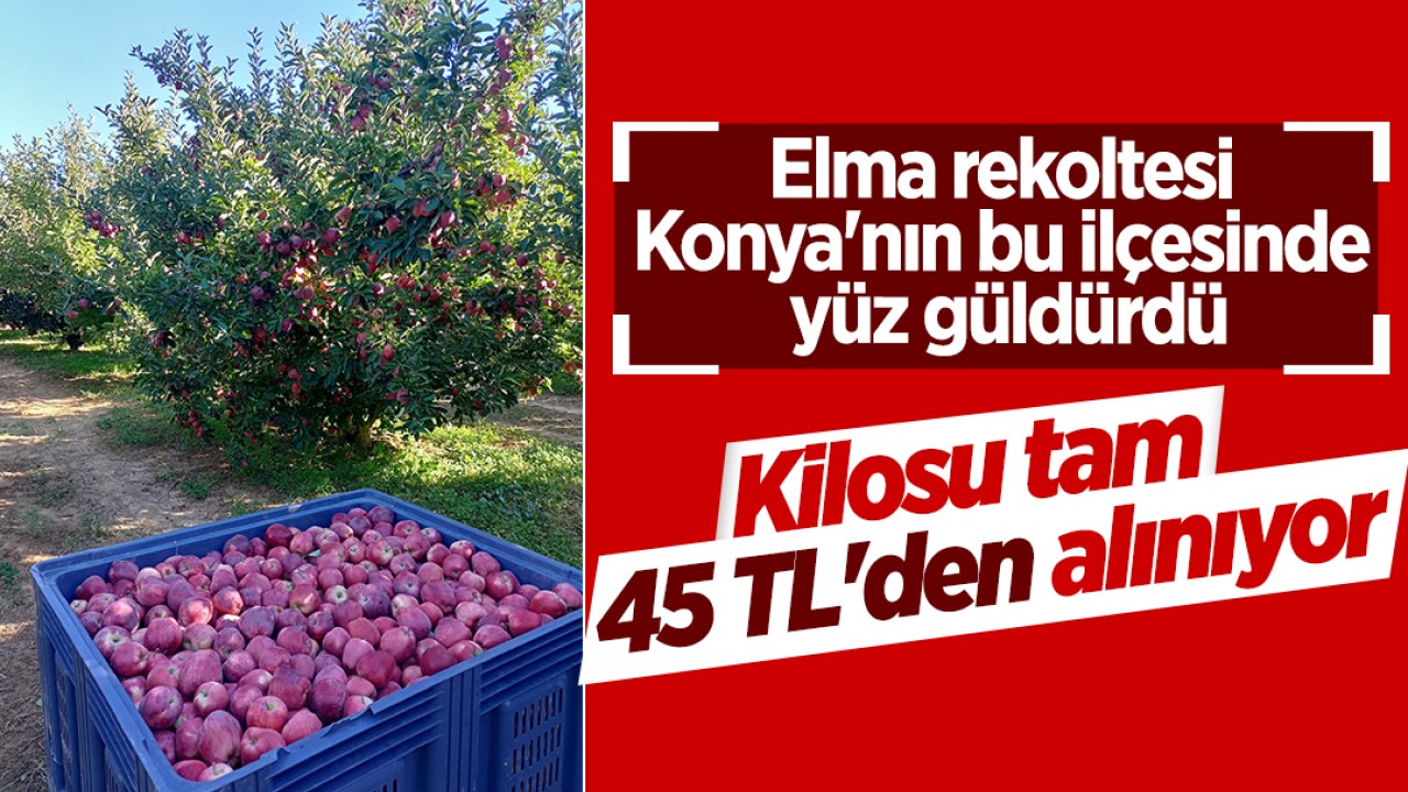 Elma rekoltesi Konya'nın bu ilçesinde yüz güldürdü: Kilosu 45 TL'den alınıyor