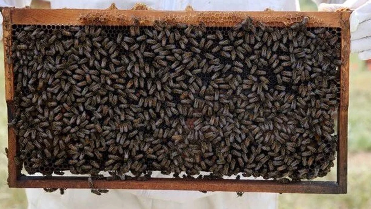 Bu bala dikkat! Yarım tatlı kaşığı bile hastanelik ediyor