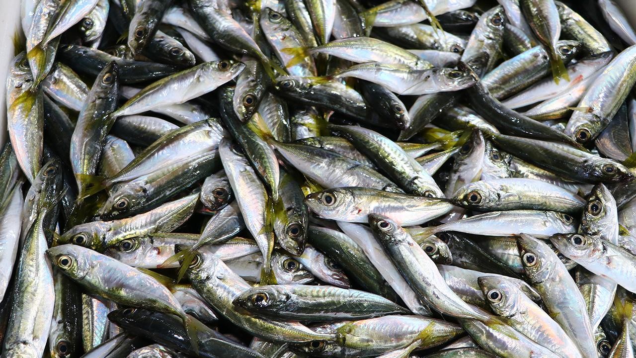 Balıkçı tezgahlarında istavrit ilgi görüyor