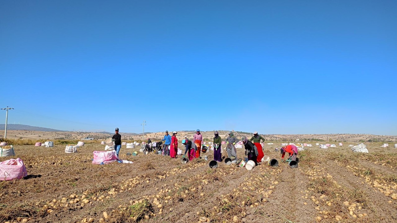 Beyşehir'de patates hasadı başladı