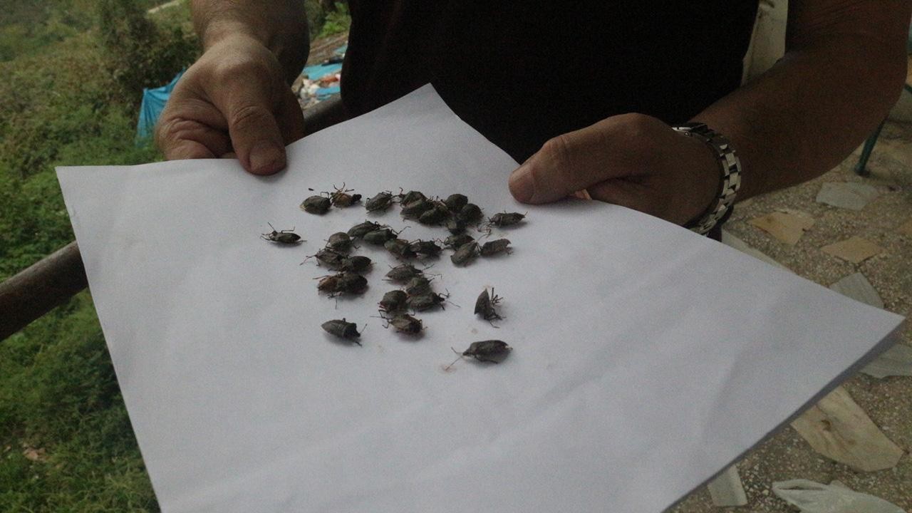 Kahverengi kokarcayla mücadele sürüyor