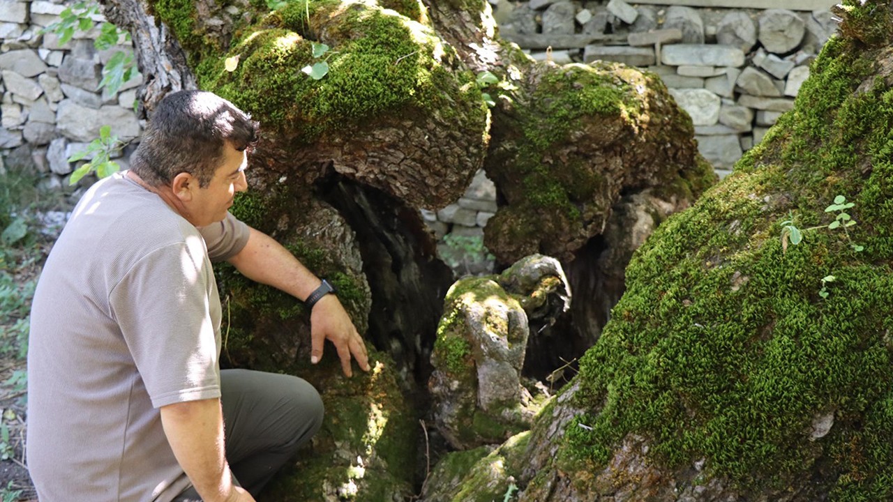 300 yıllık dut ağacında şaşırtan görüntü