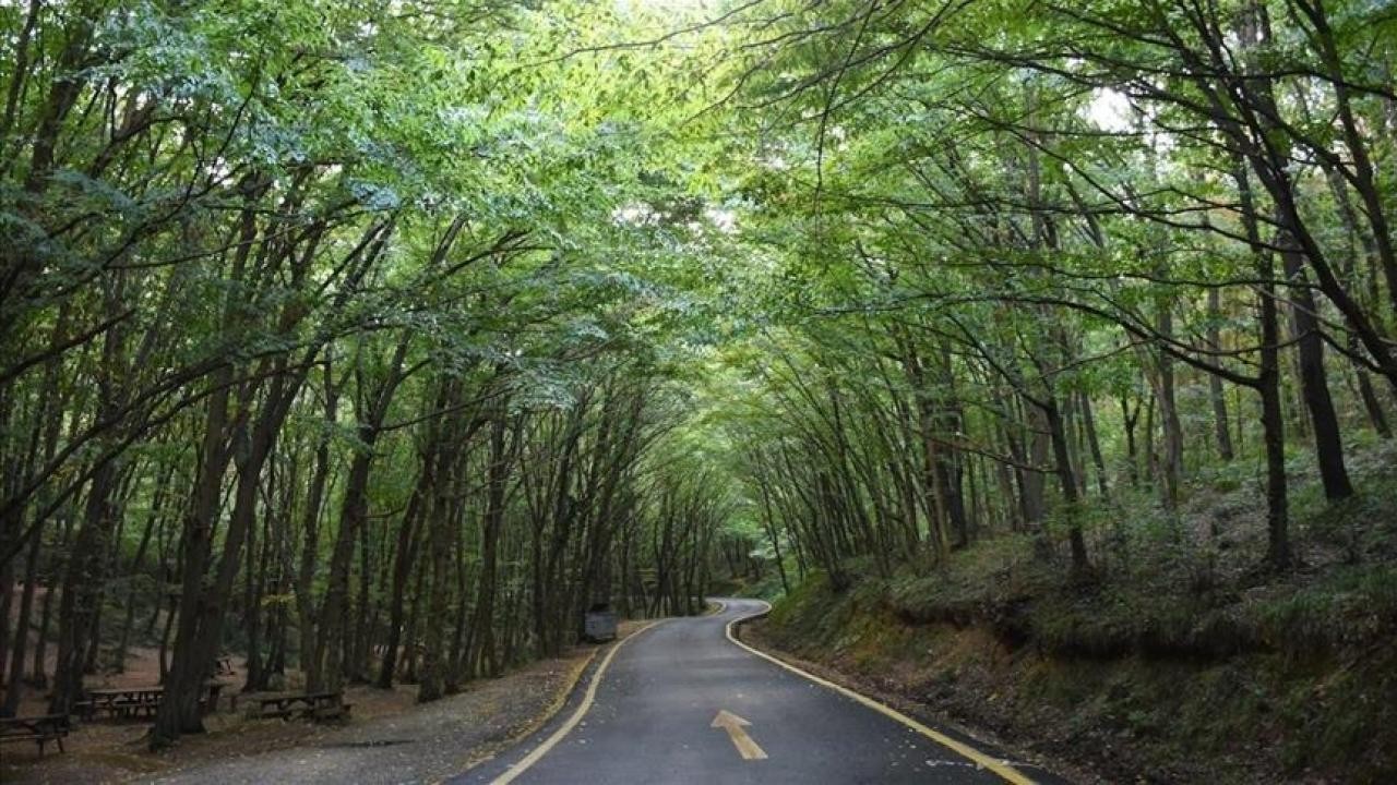 Ormanlar için "yeşil vatan" seferberliği başlatılacak