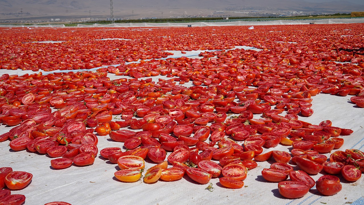 Güneşte kuruyan domatesler dünya sofralarında