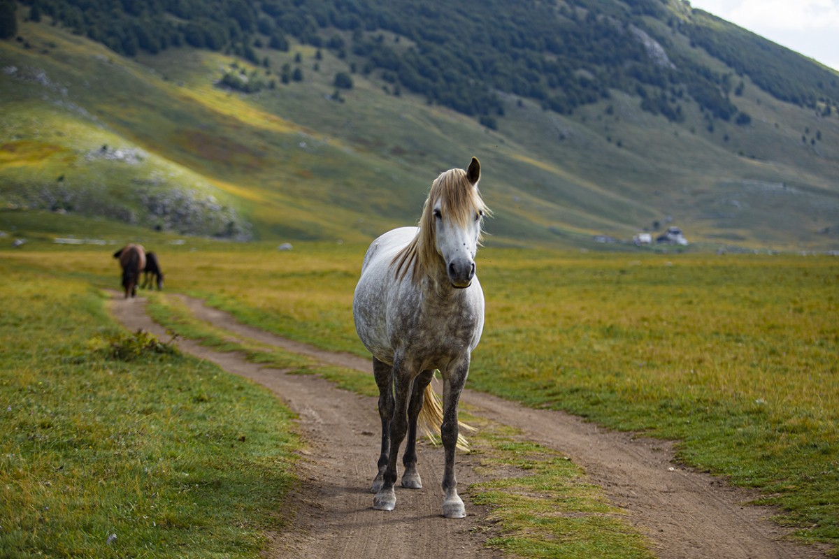 Bosna Hersek’te teknolojiden uzak, doğasıyla öne çıkan dağ köyü: Lukomir