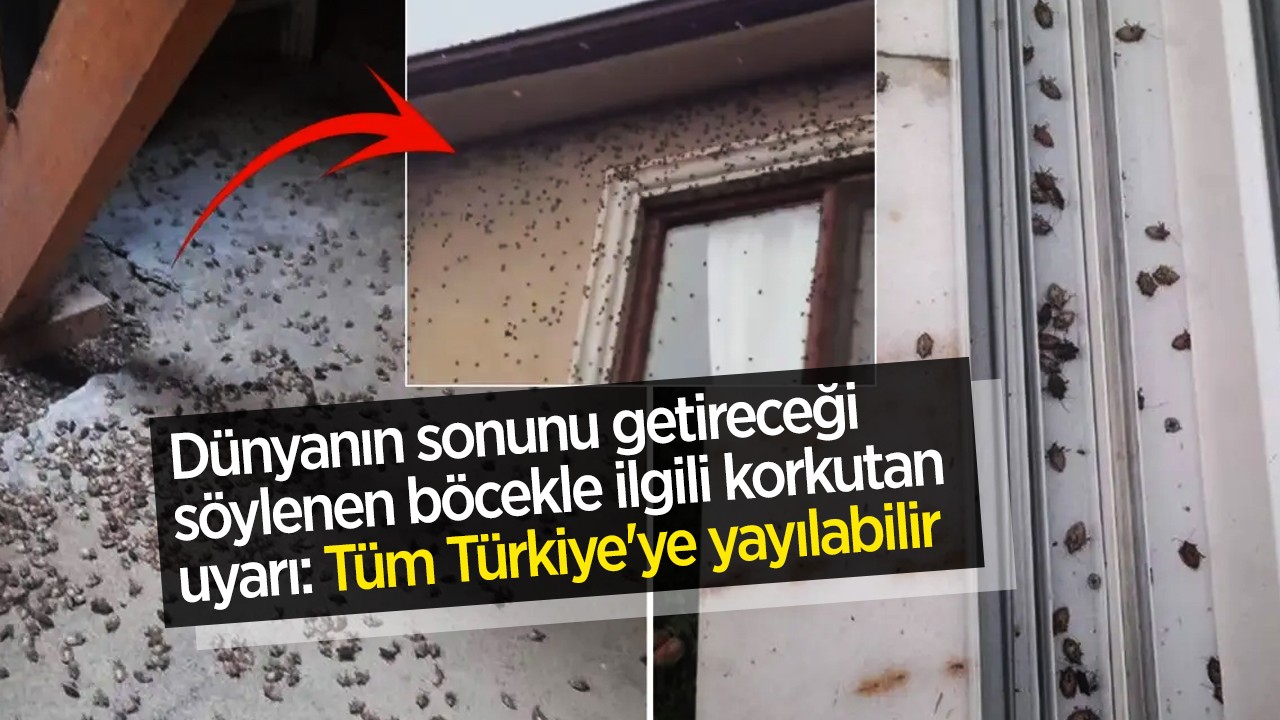 Dünyanın sonunu getireceği söylenen böcekle ilgili korkutan uyarı: Tüm Türkiye'ye yayılabilir