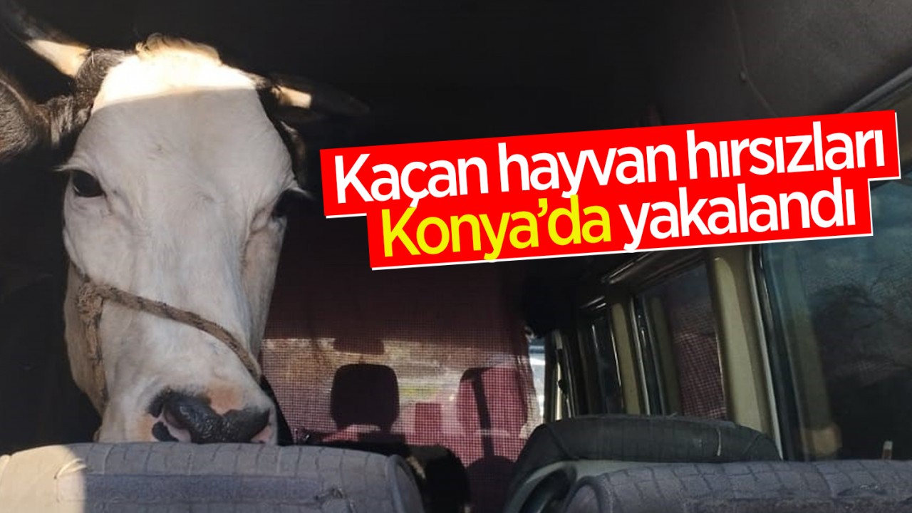 Kaçan hayvan hırsızları Konya’da yakalandı