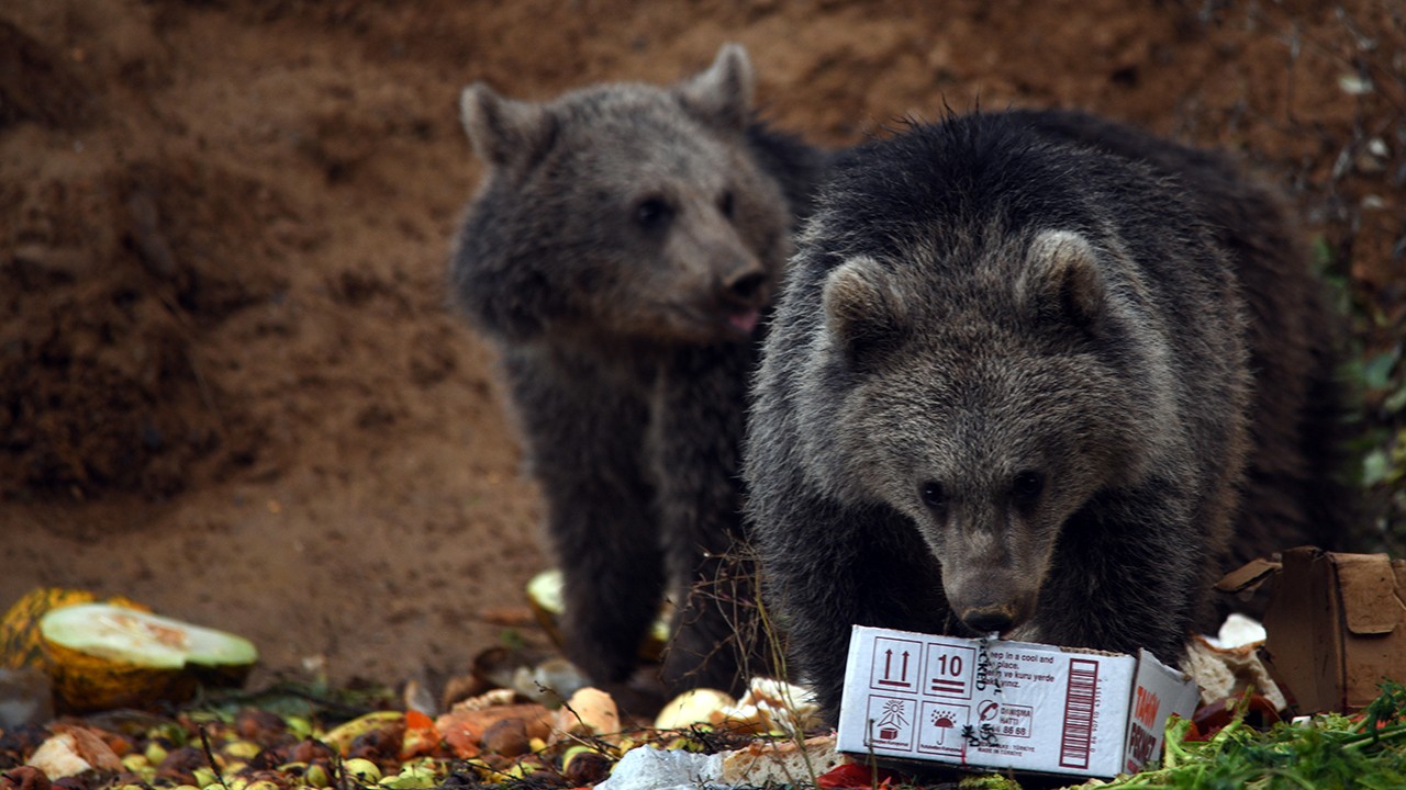 Kara yolu kenarını mesken edinen ayı yavrularını bölge sakinleri besliyor