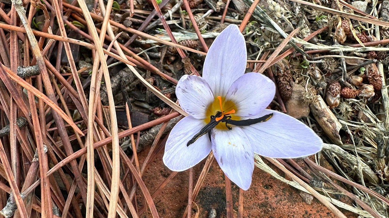 Bu çiçeği koparmanın cezası 557 bin lira
