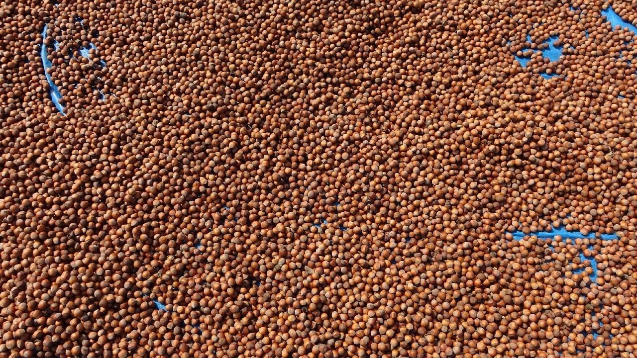 Fındık ihracatından 1,6 milyar doları aşkın gelir sağlandı