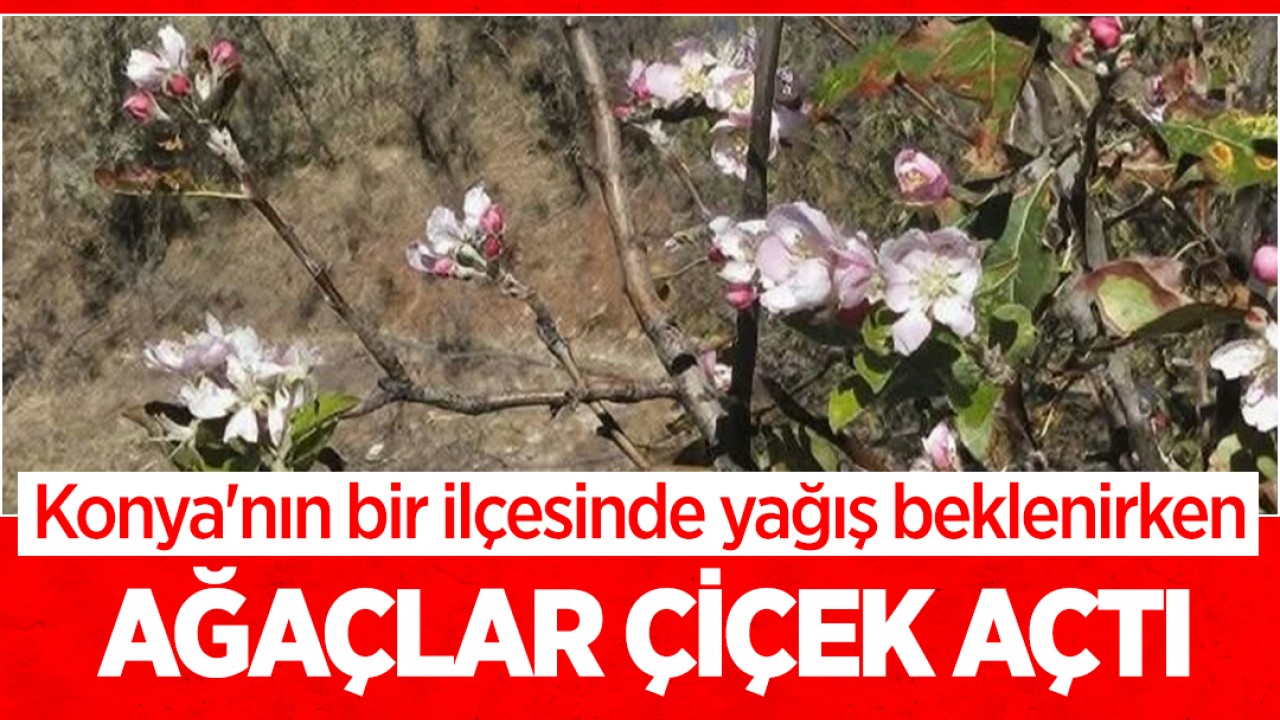 Konya'nın bir ilçesinde yağış beklenirken ağaçlar çiçek açtı