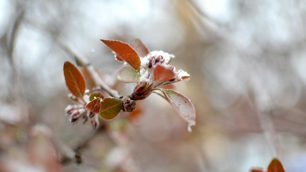 Meteoroloji üreticileri "zirai don" konusunda uyardı