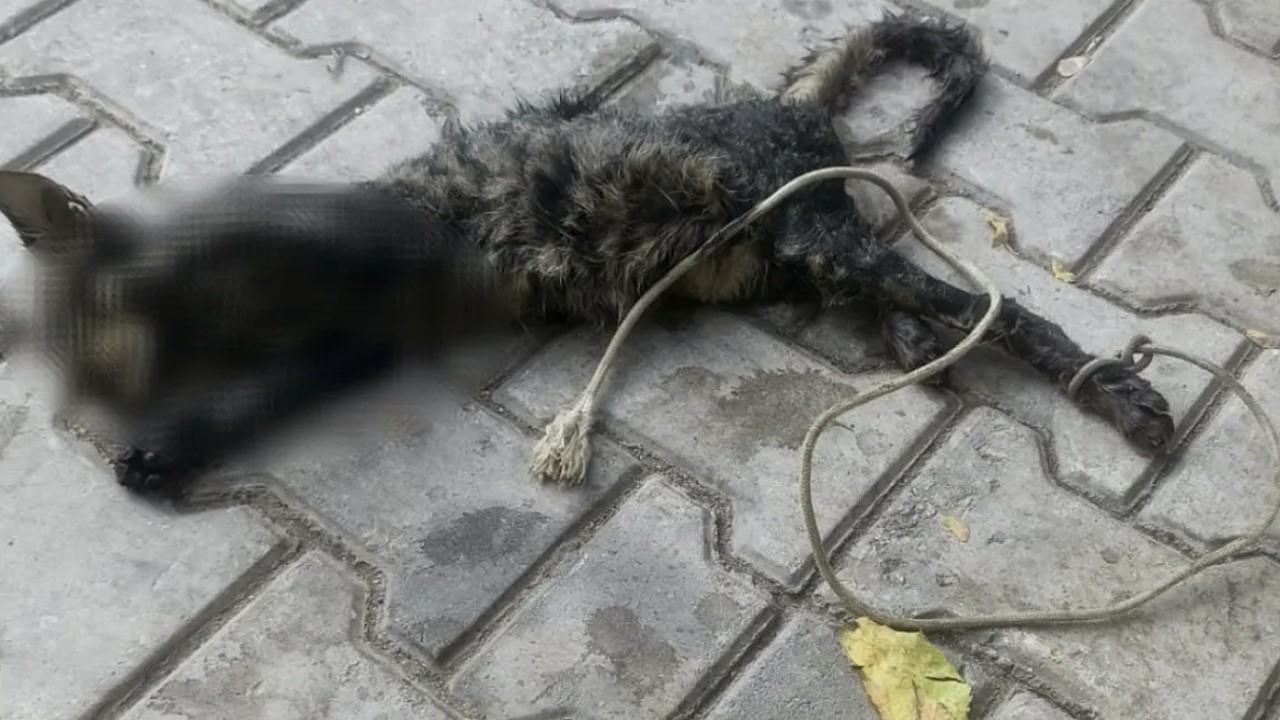 Kan donduran olay: Yavru kedinin ayaklarını bağlayıp denize attılar