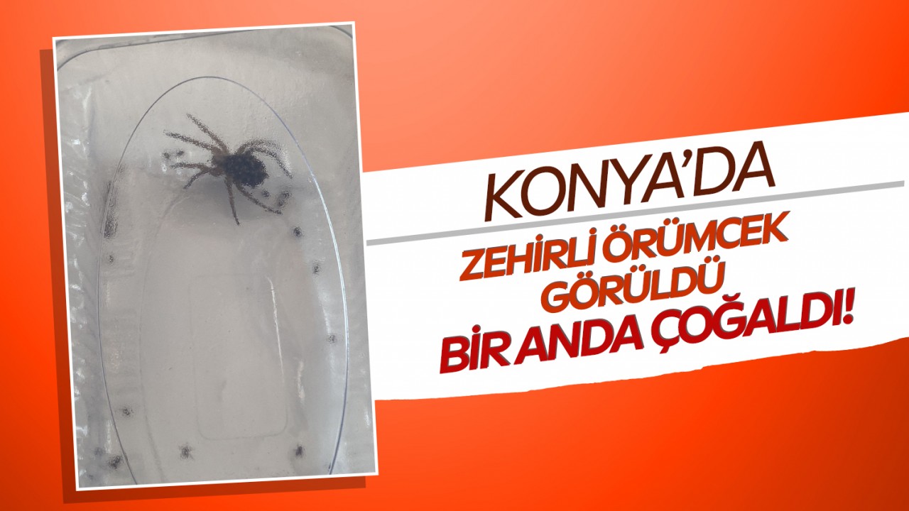 Konya'da zehirli örümcek görüldü: Bir anda çoğaldı!