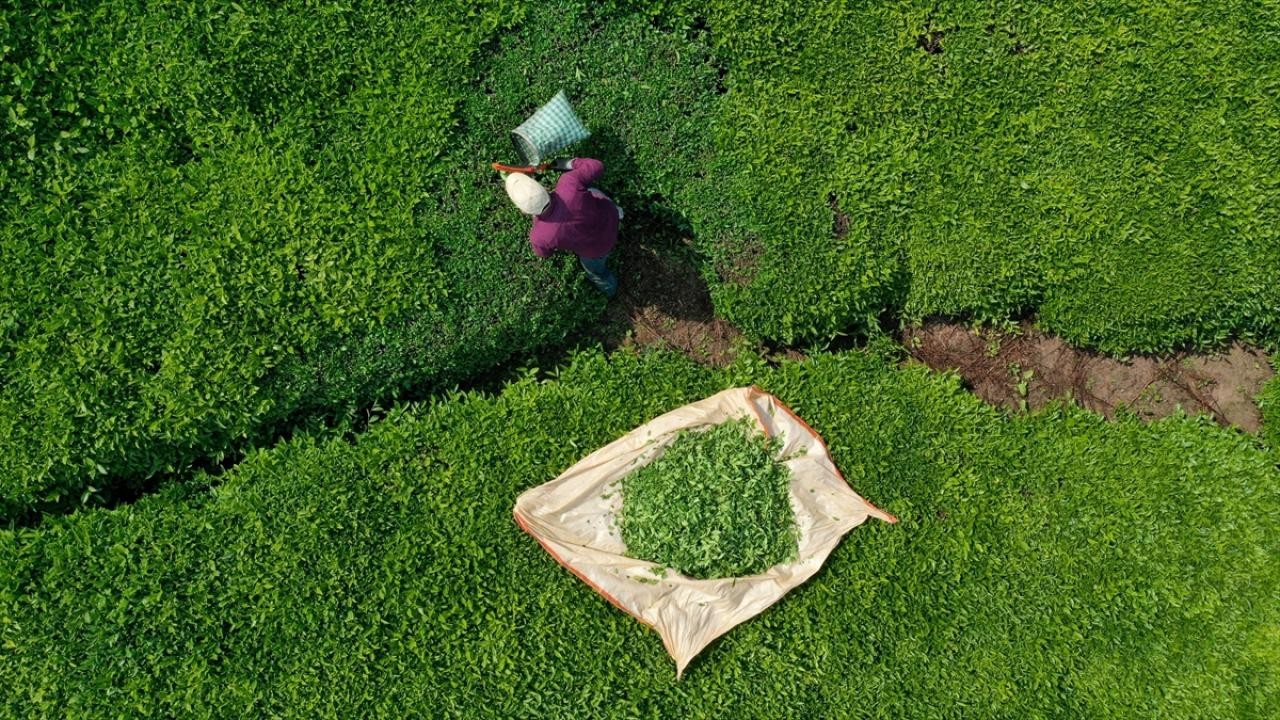 Türk çayı ihracatı 9 ayda 22 milyon doları aştı