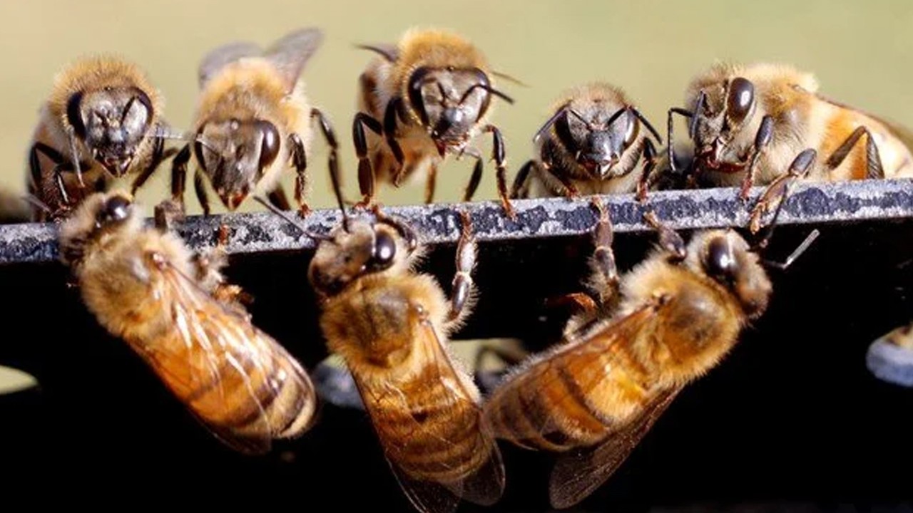 Kraliçe arıların ömrü kısalıyor: Koloniler yok olma riskiyle karşı karşıya