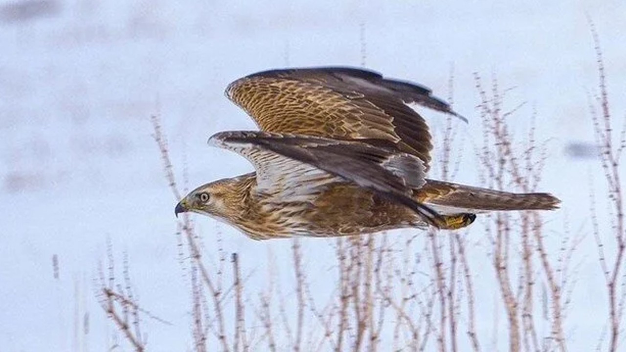 Şahin avı pahalıya patladı: İki kişiye 1 milyon lirayı aşan ceza