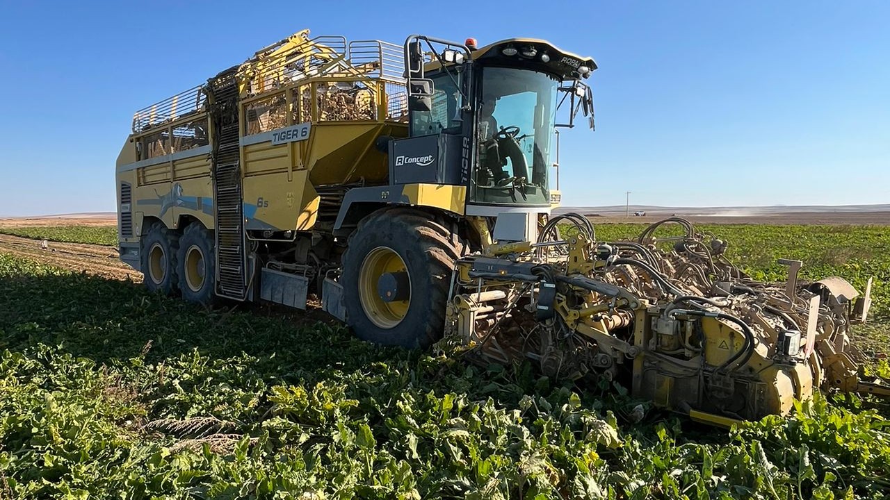 Kulu'da 50 dekarlık tarlada pancar hasadı devam ediyor