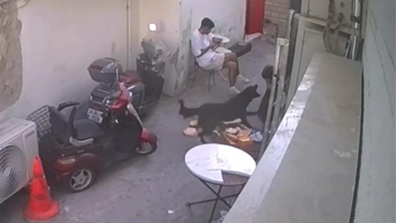 Beslediği başıboş köpek çocuğu ısırdı, 9 bin 300 lira ceza kesildi