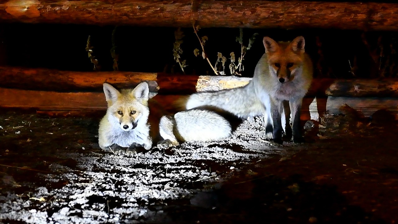 Havaların soğuduğu, bozayılar ve kızıl tilkiler ilçe merkezine indi