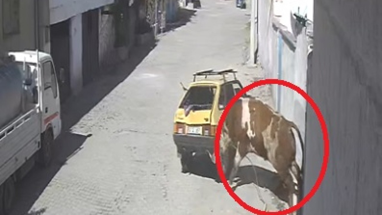Kaçan boğa, boynuz darbeleriyle park halindeki otomobile zarar verdi! O anlar kamerada