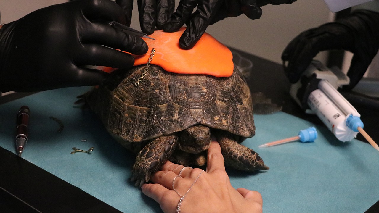 Kabuğu kırılan kaplumbağaya protez takıldı