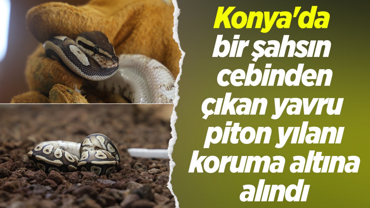 Konya'da bir şahsın cebinden çıkan yavru piton yılanı koruma altına alındı