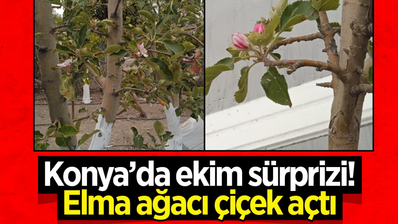 Konya’da ekim sürprizi: Elma ağacı çiçek açtı