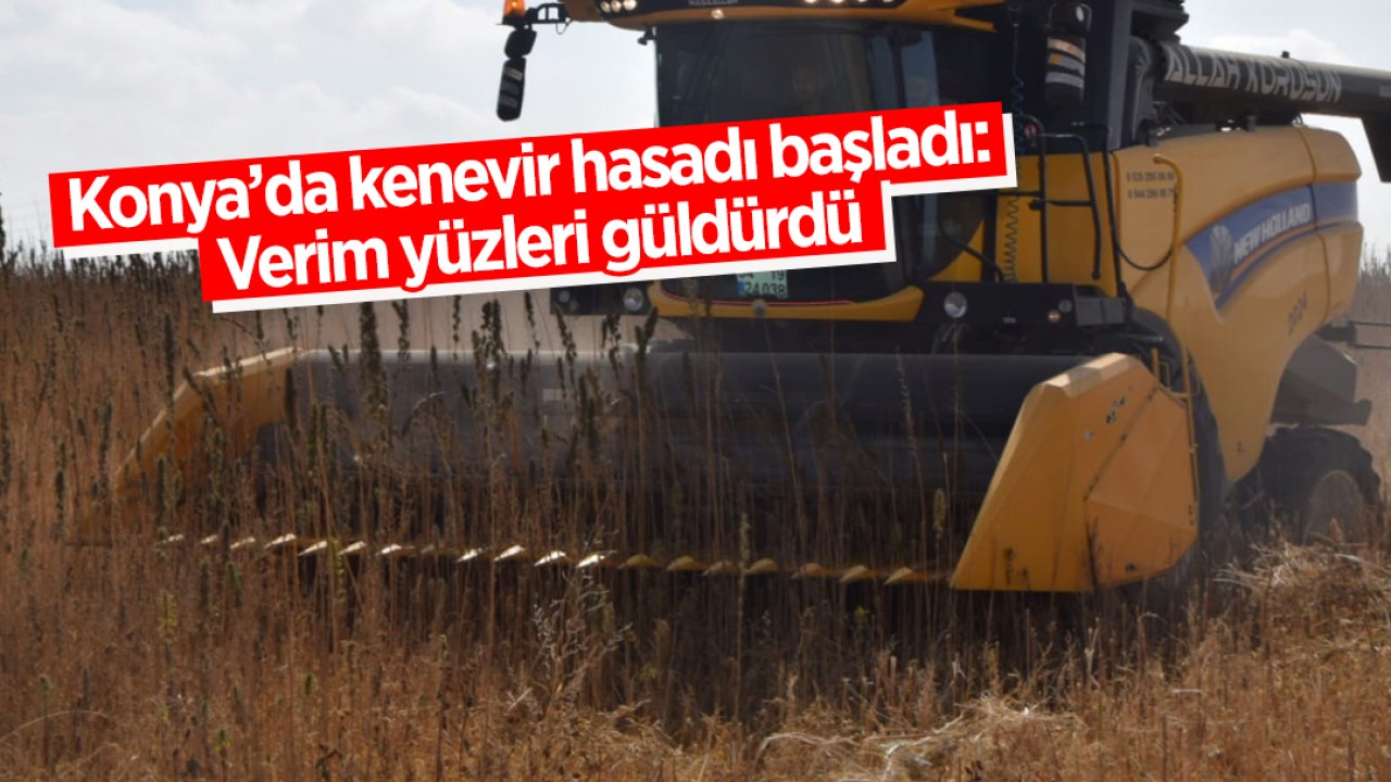 Konya’da kenevir hasadı başladı: Verim yüzleri güldürdü