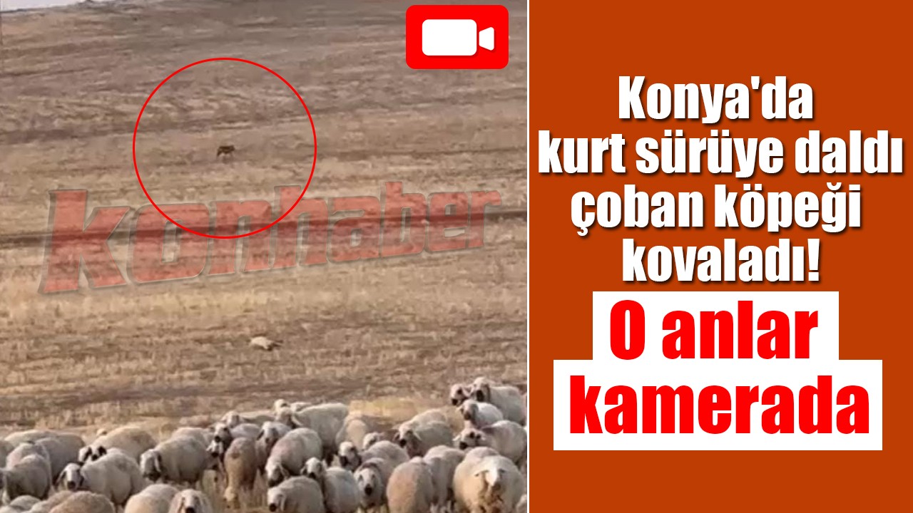 Konya'da kurt sürüye daldı, çoban köpeği kovaladı! O anlar kamerada